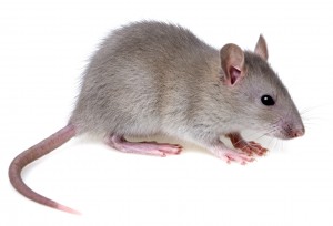 Help ! Avez-vous déjà eu des souris chez vous ?