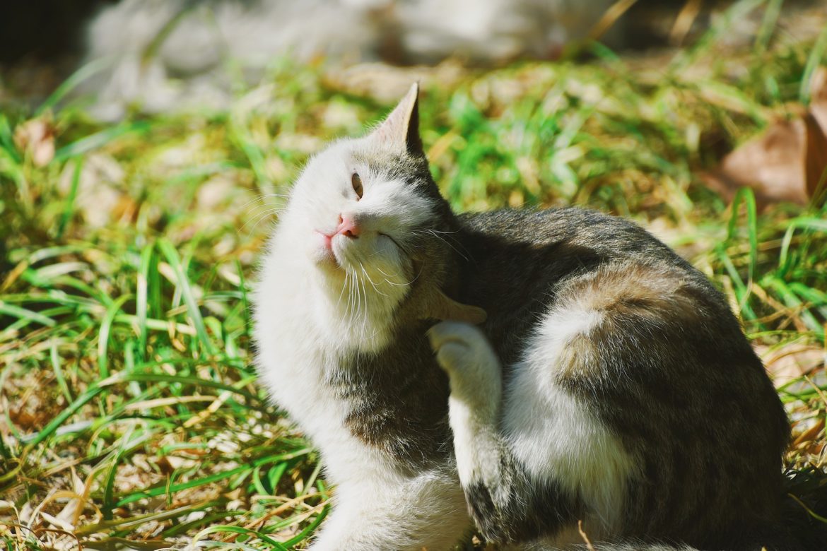 Comment Se Debarrasser Des Puces Chez Le Chat Et Le Chien