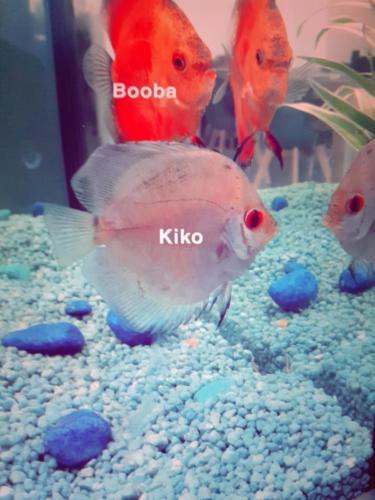 Kiko et Booba