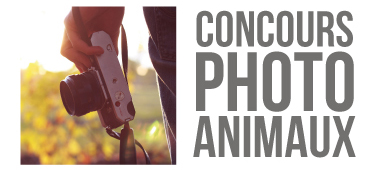 Concours photo animaux